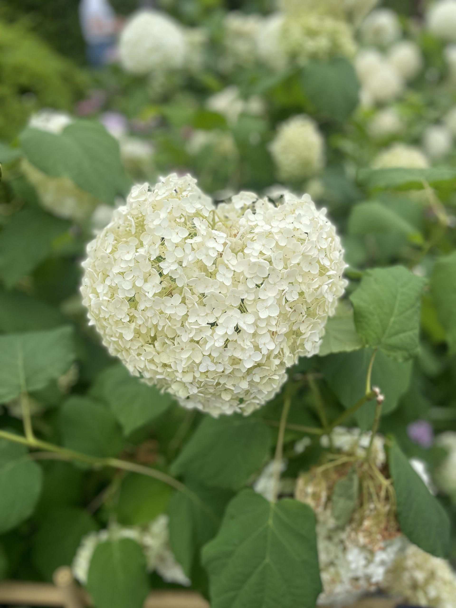 ハート型の紫陽花