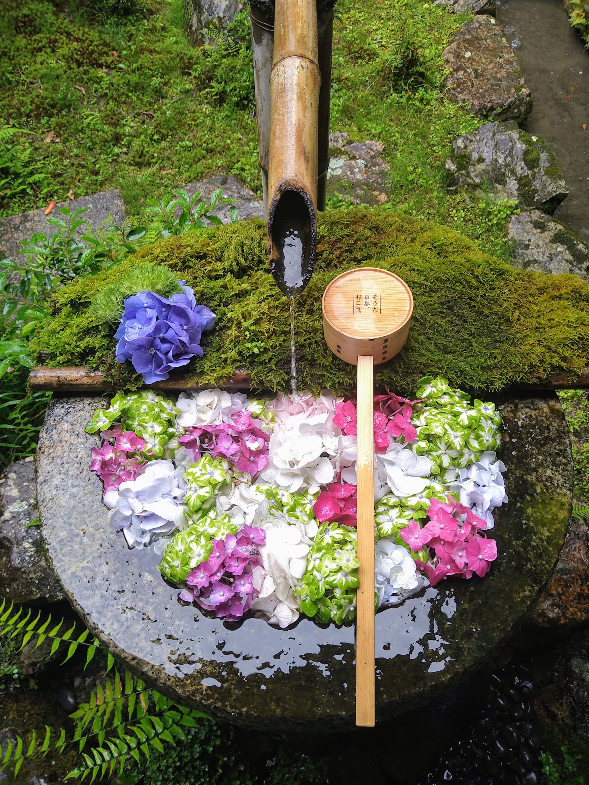 紫陽花が彩る花手水