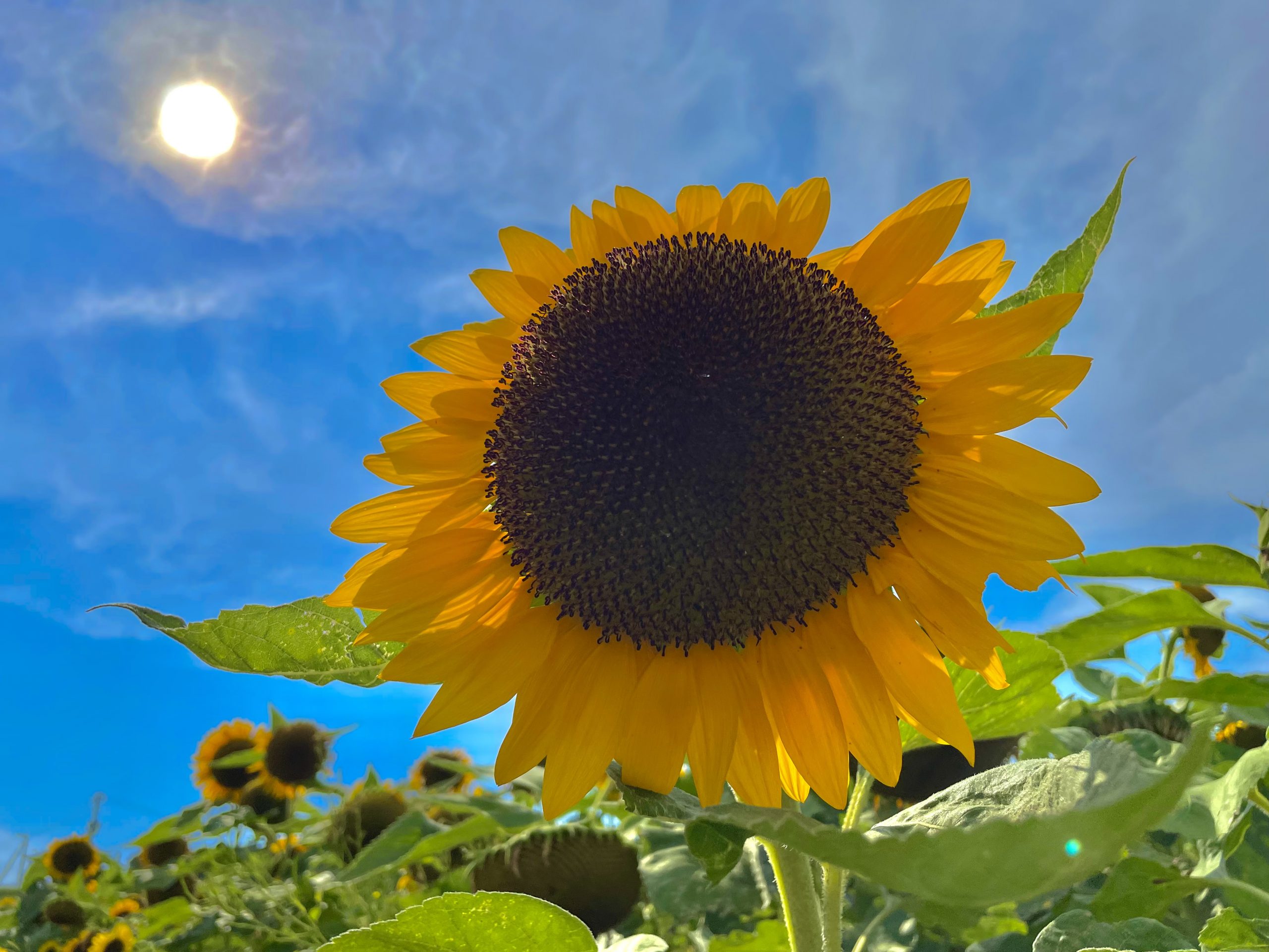 ひまわりと夏空