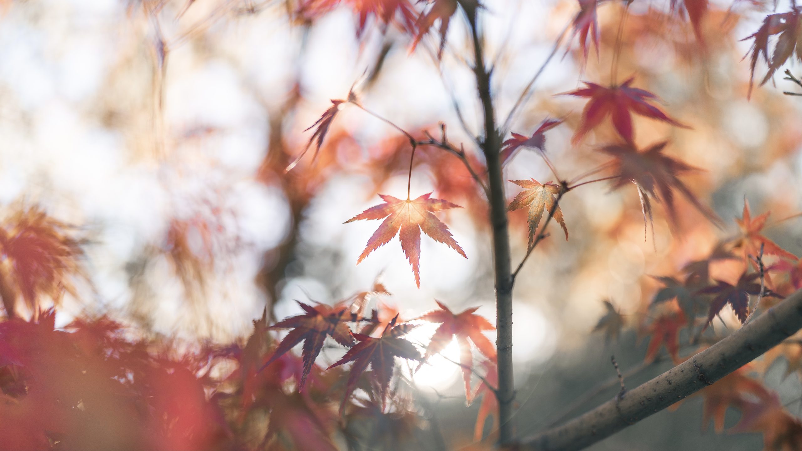 紅葉