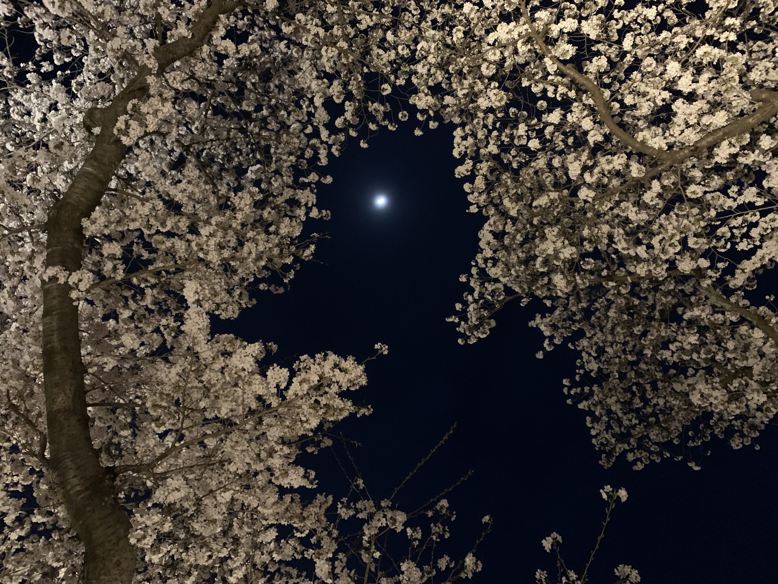 夜桜