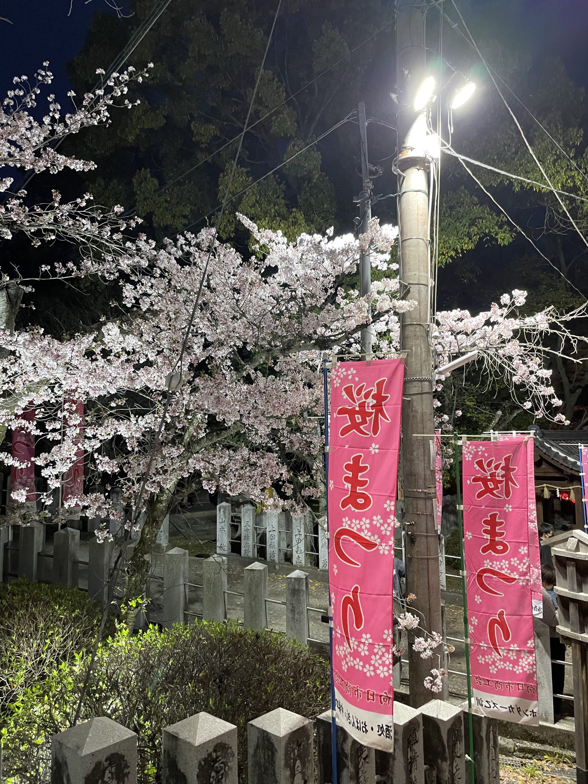 さくら