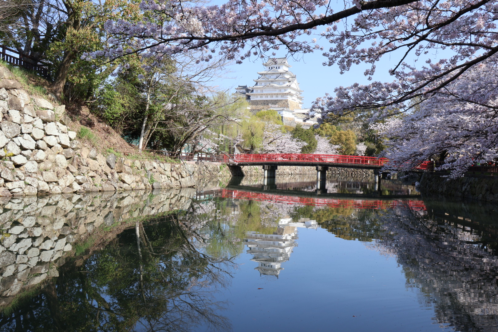 桜の白鷺城