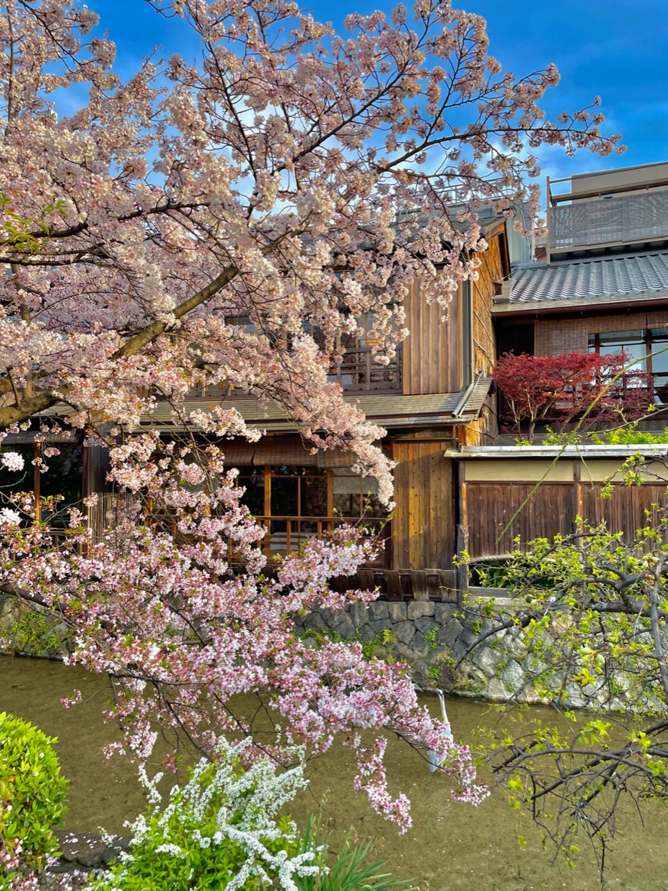 祇園白川の桜