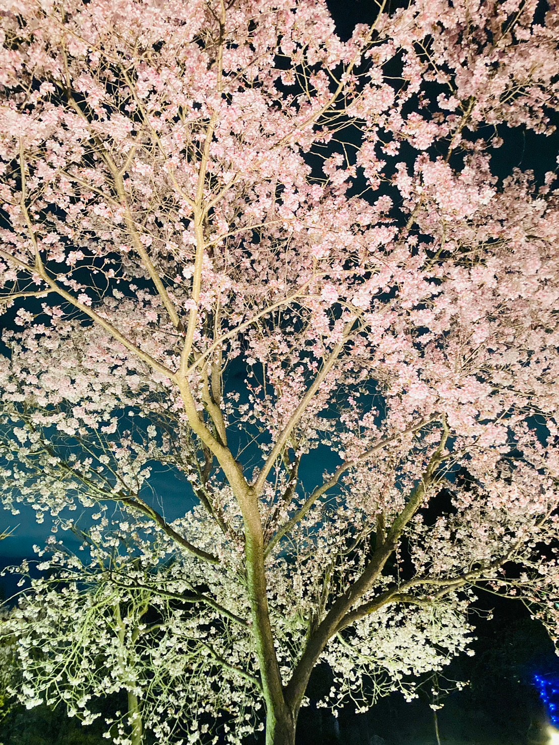 夜桜