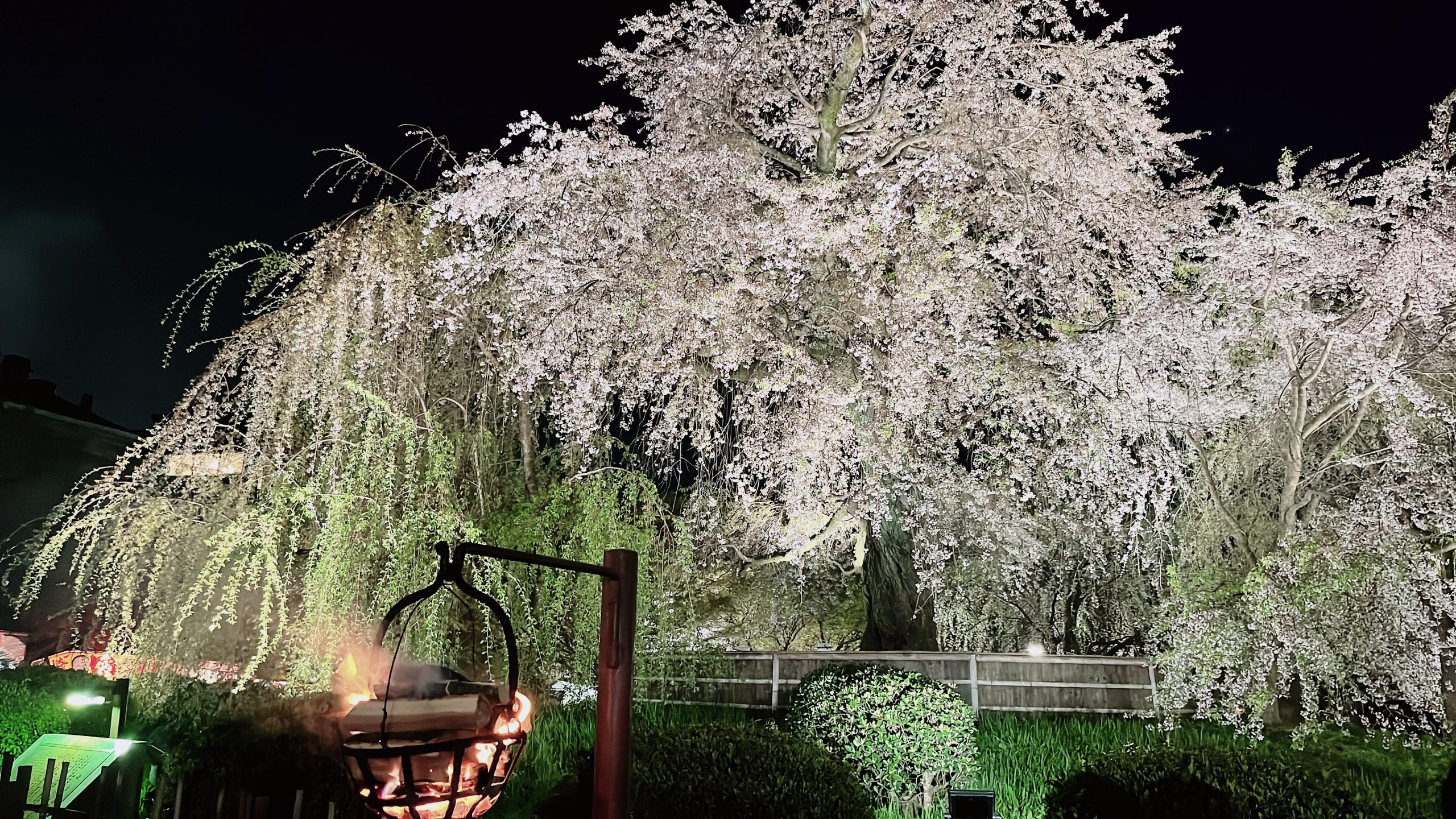 祇園の夜桜