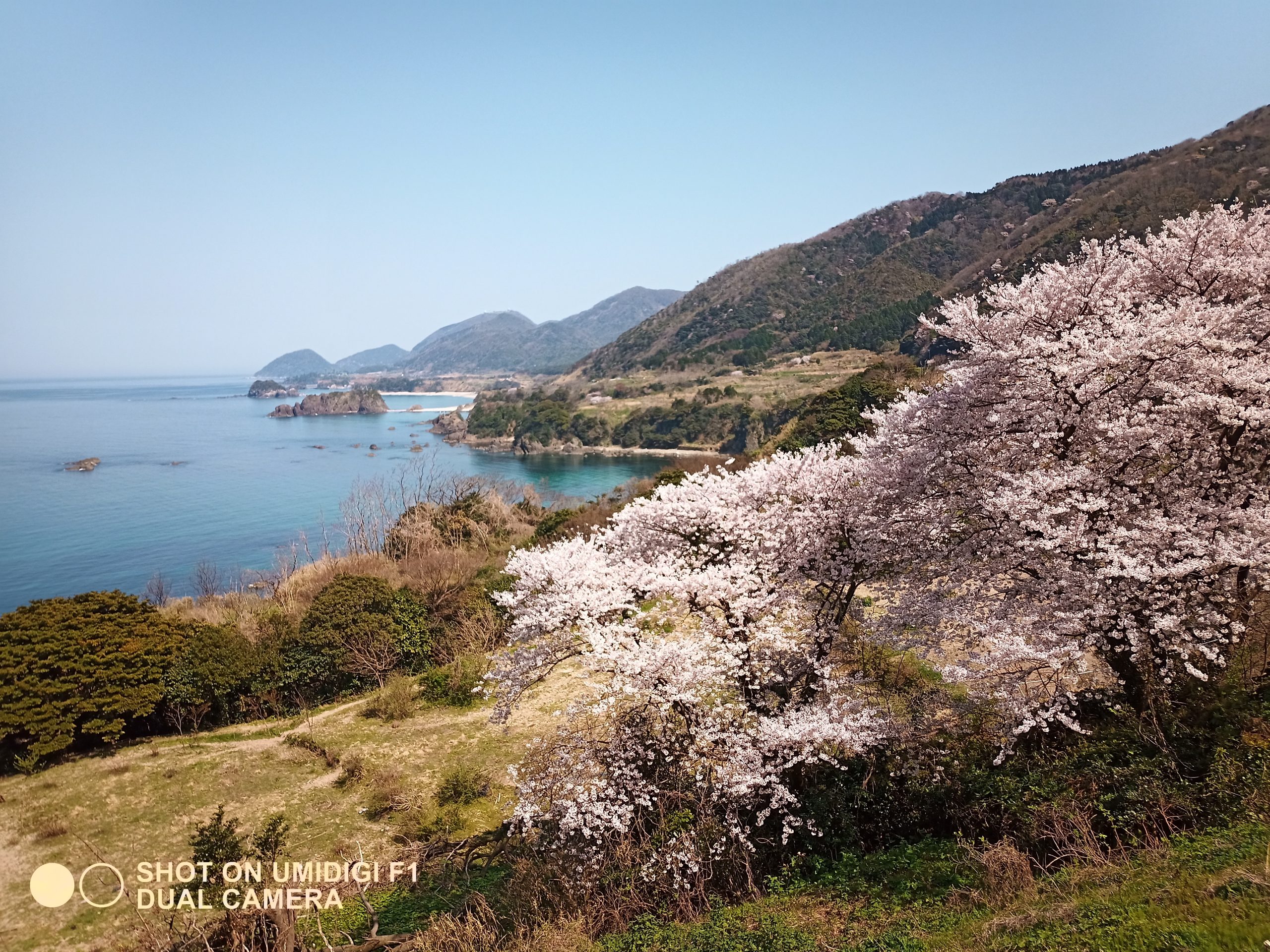 桜と丹後の海