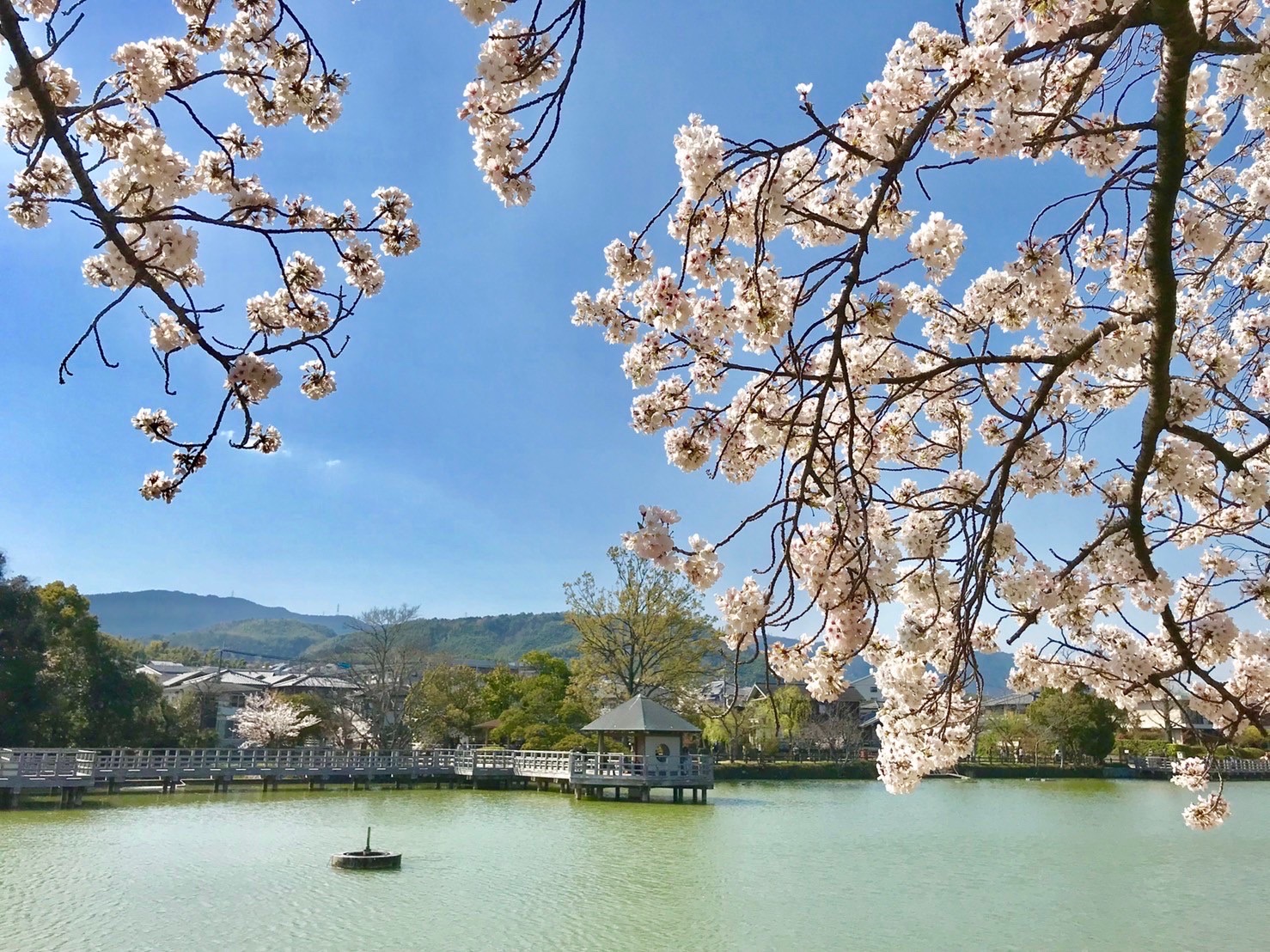 春の八条が池
