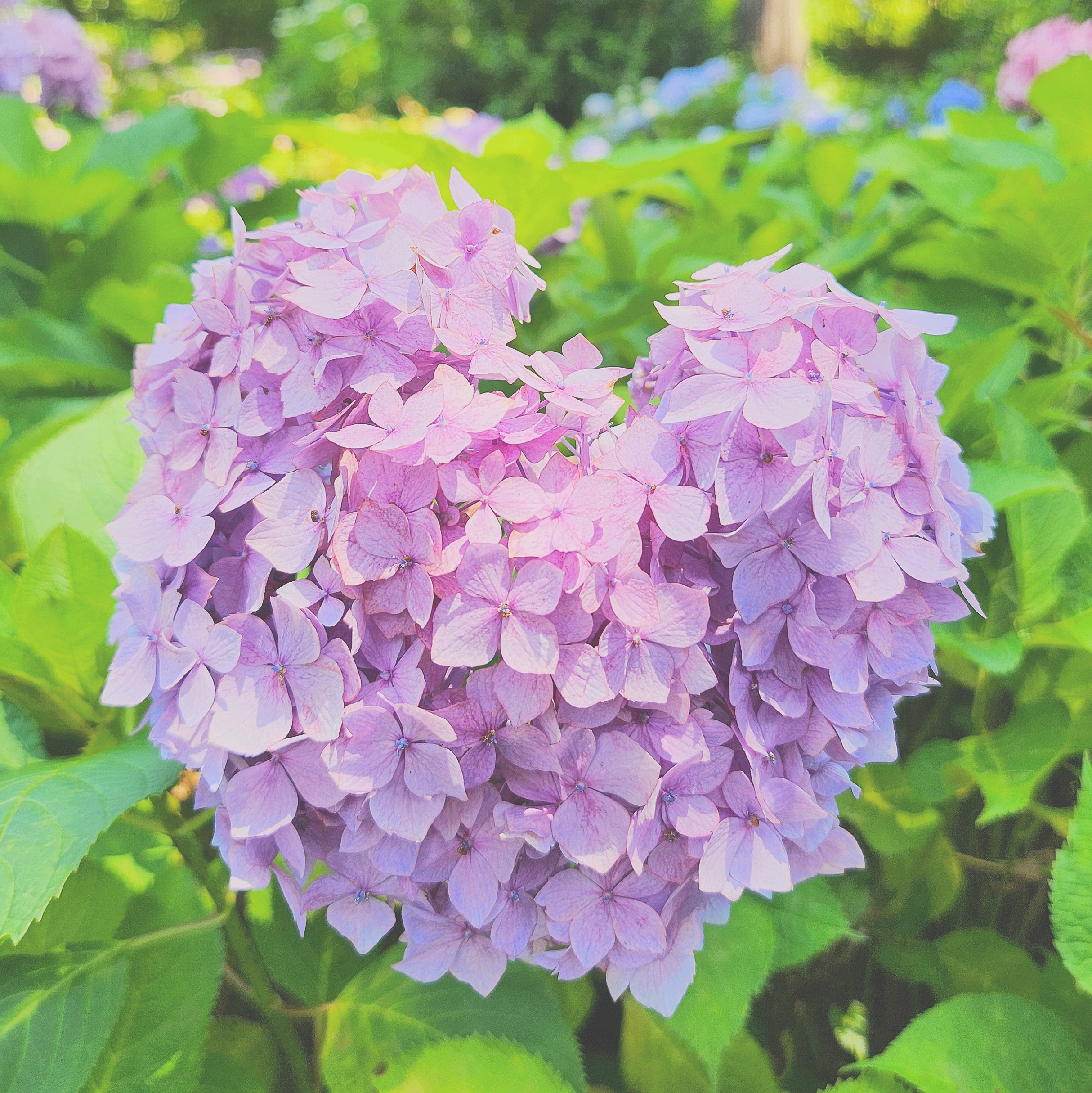 ハートの紫陽花、みっけ