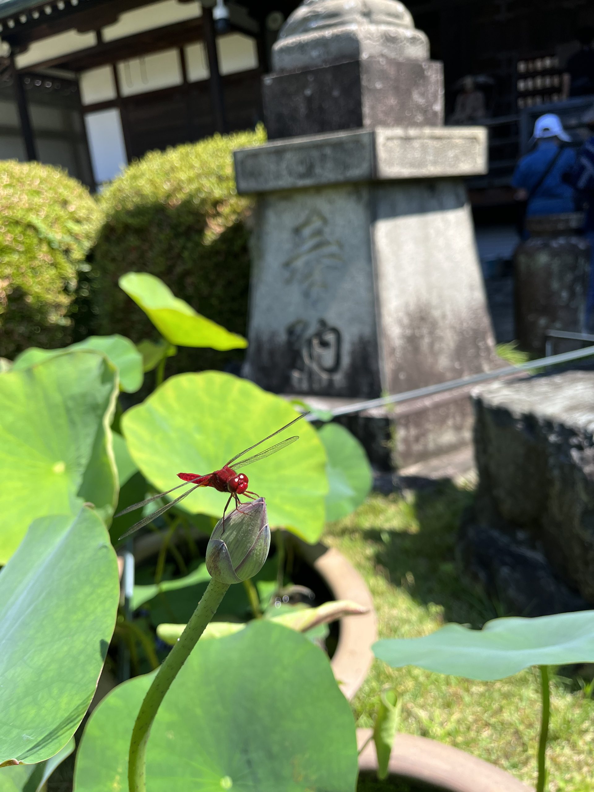 赤とんぼより赤いとんぼ