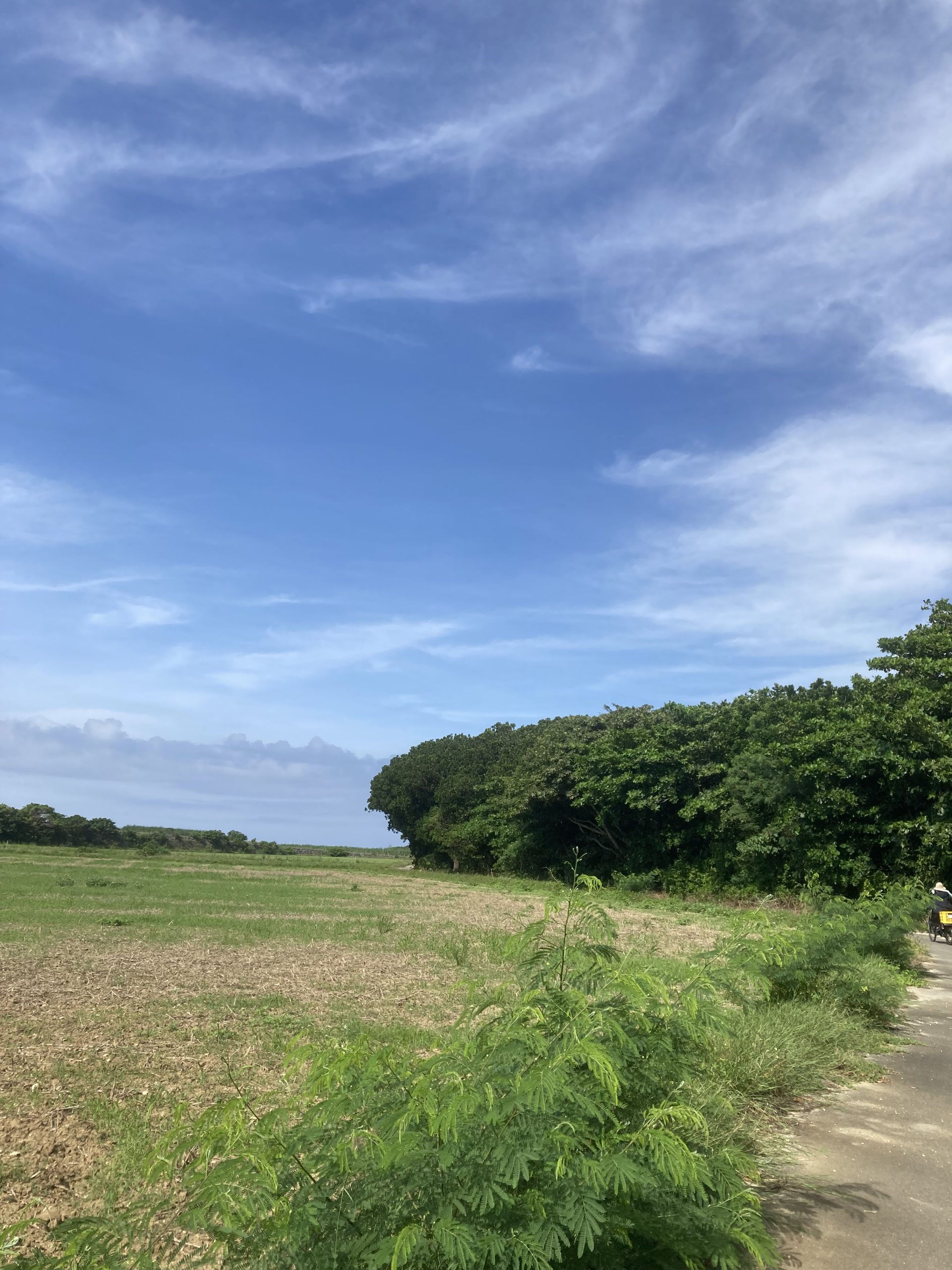 夏の小路
