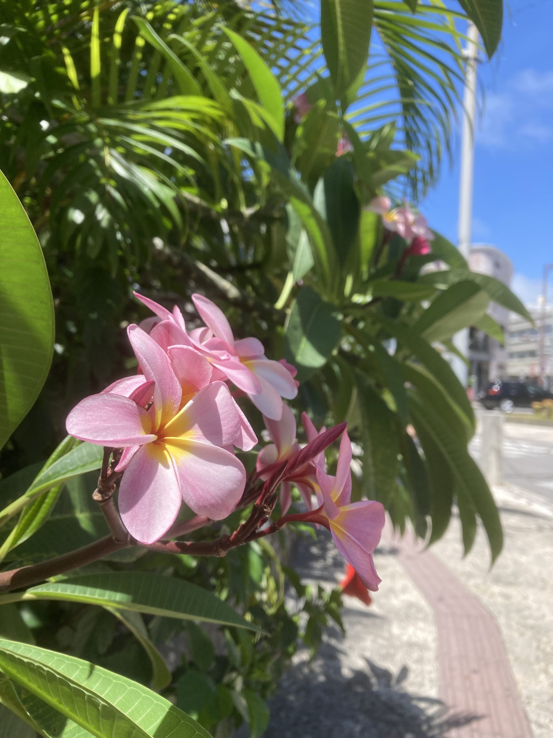 名もなき花