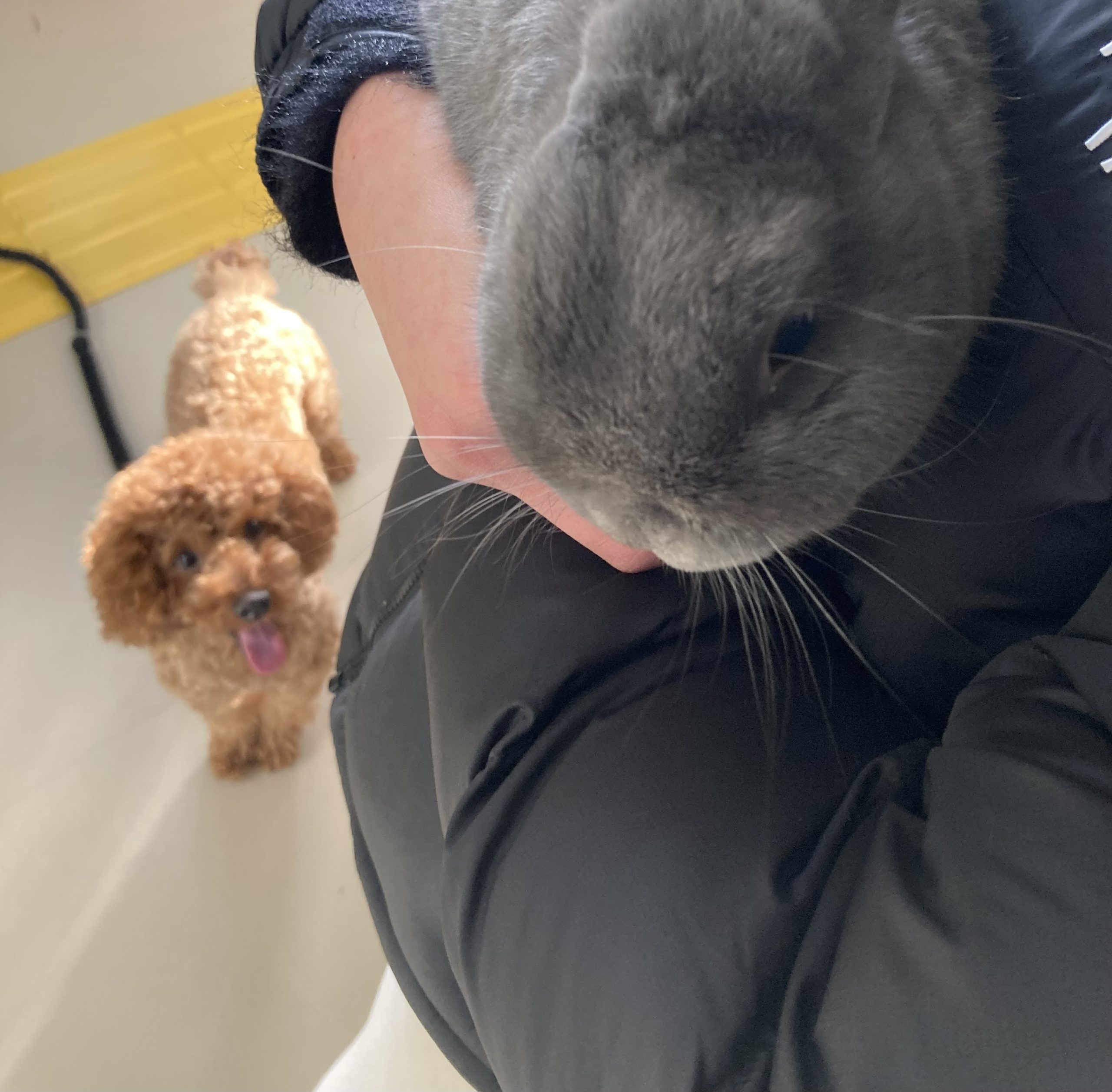 モコモコ