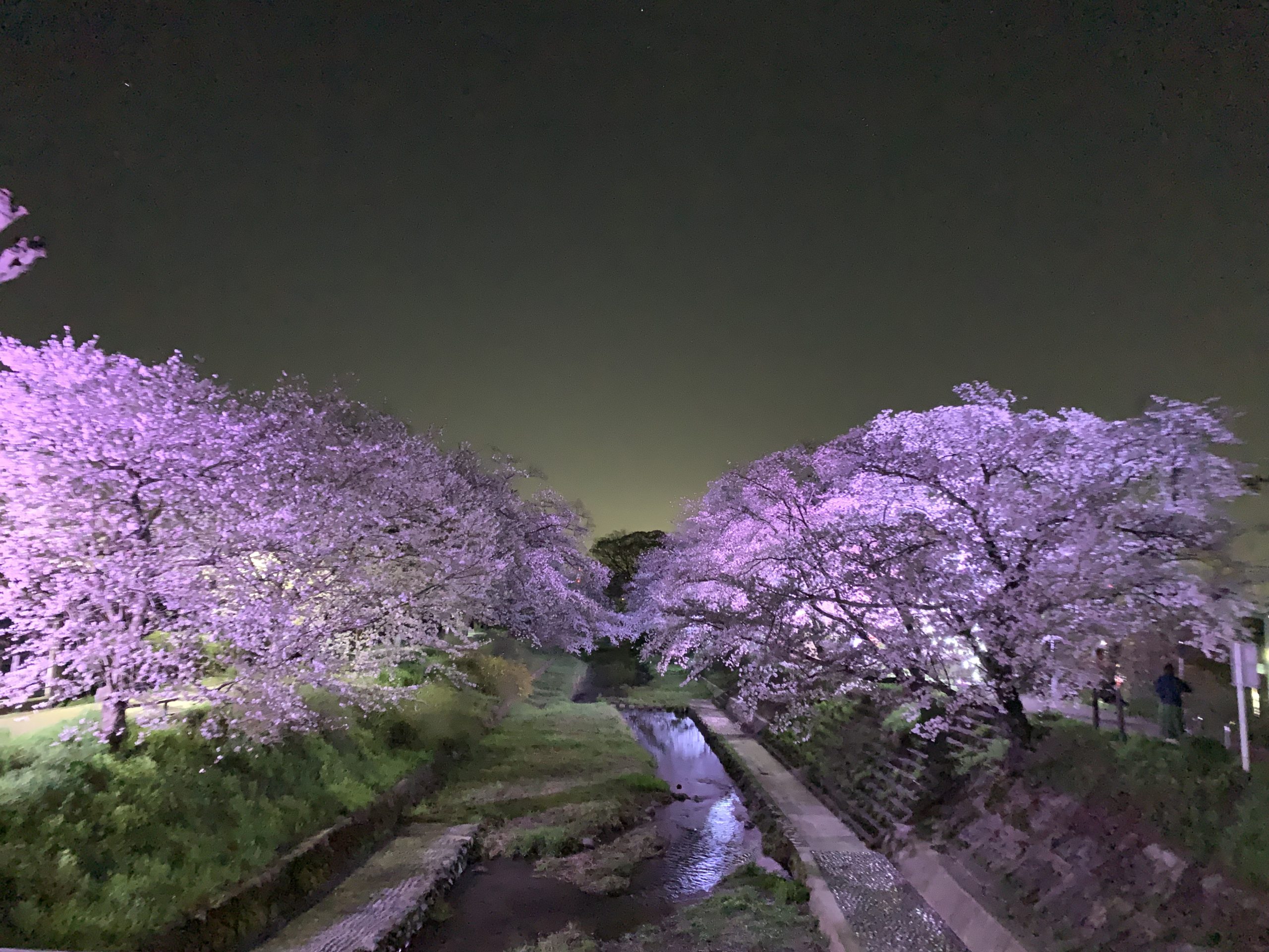 夜桜