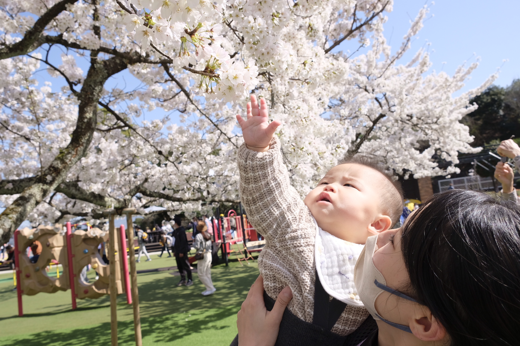 初めての桜