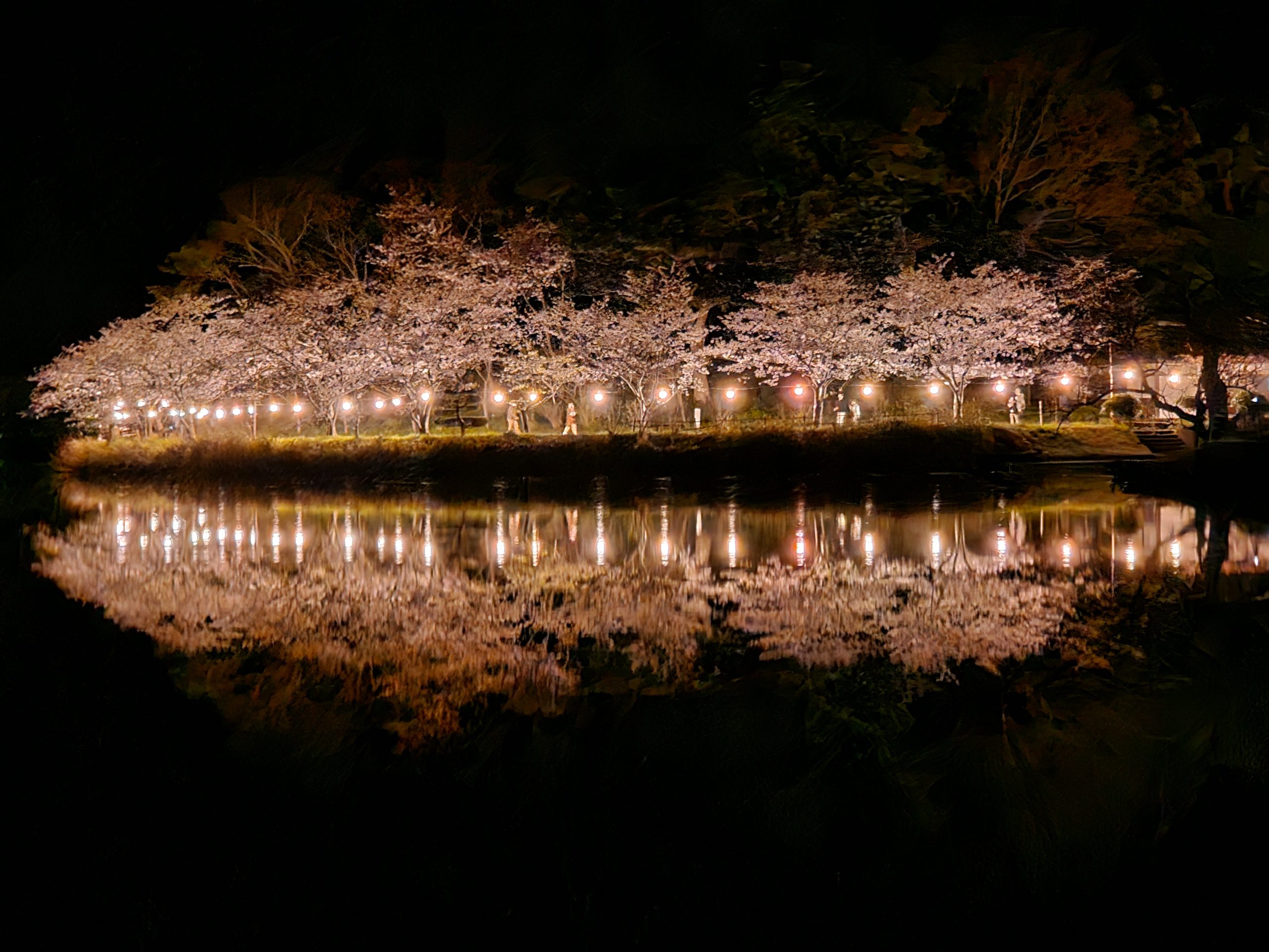 湖鏡の炎桜