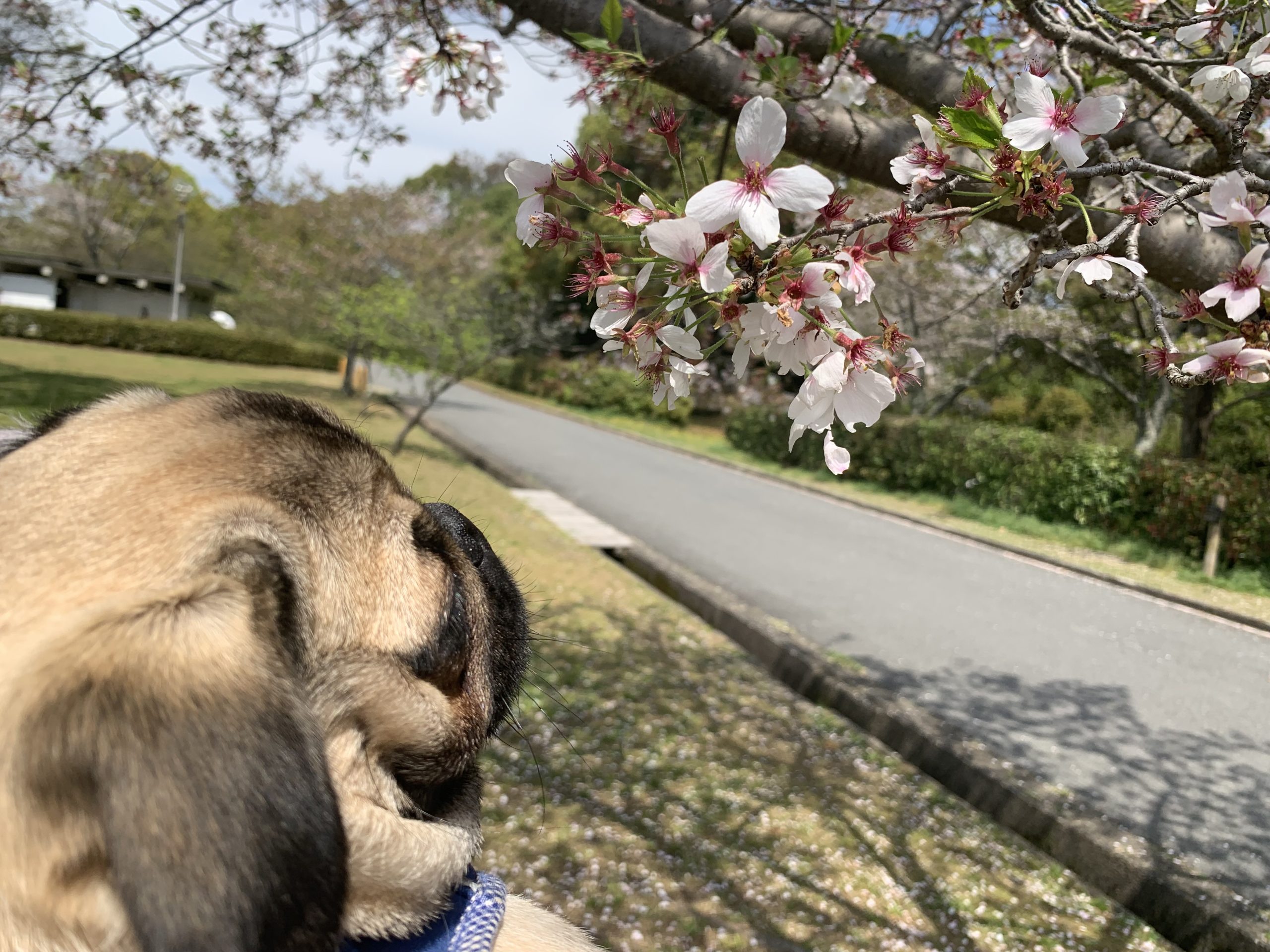 サクラと二重アゴ