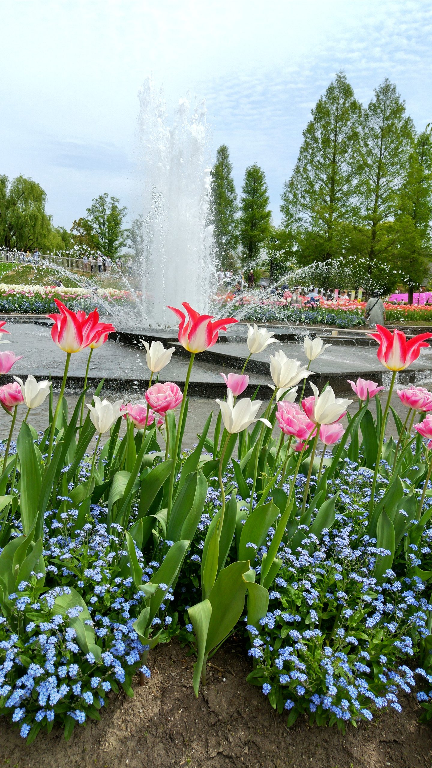 チューリップ公園