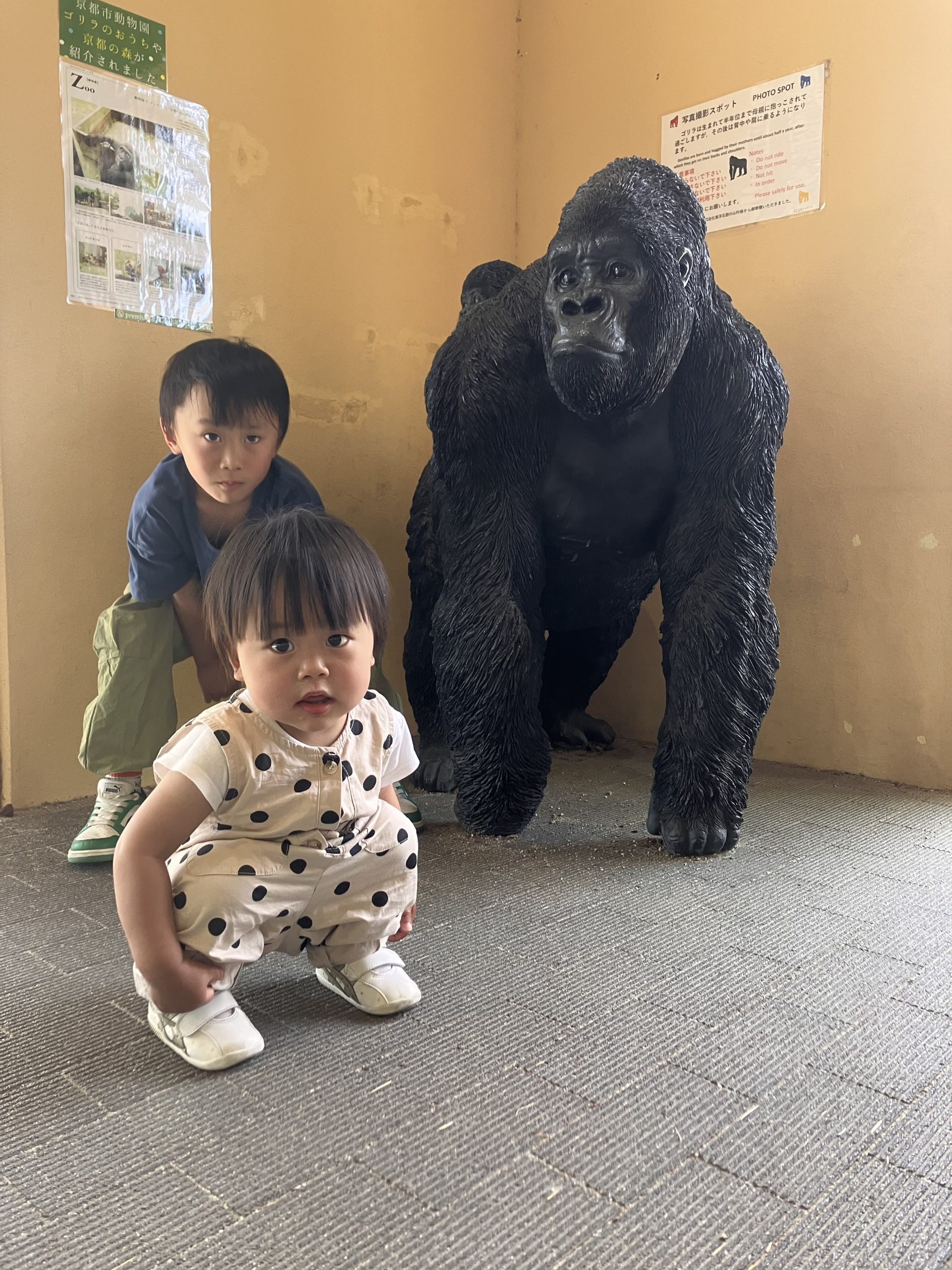 ゴリラ３兄弟