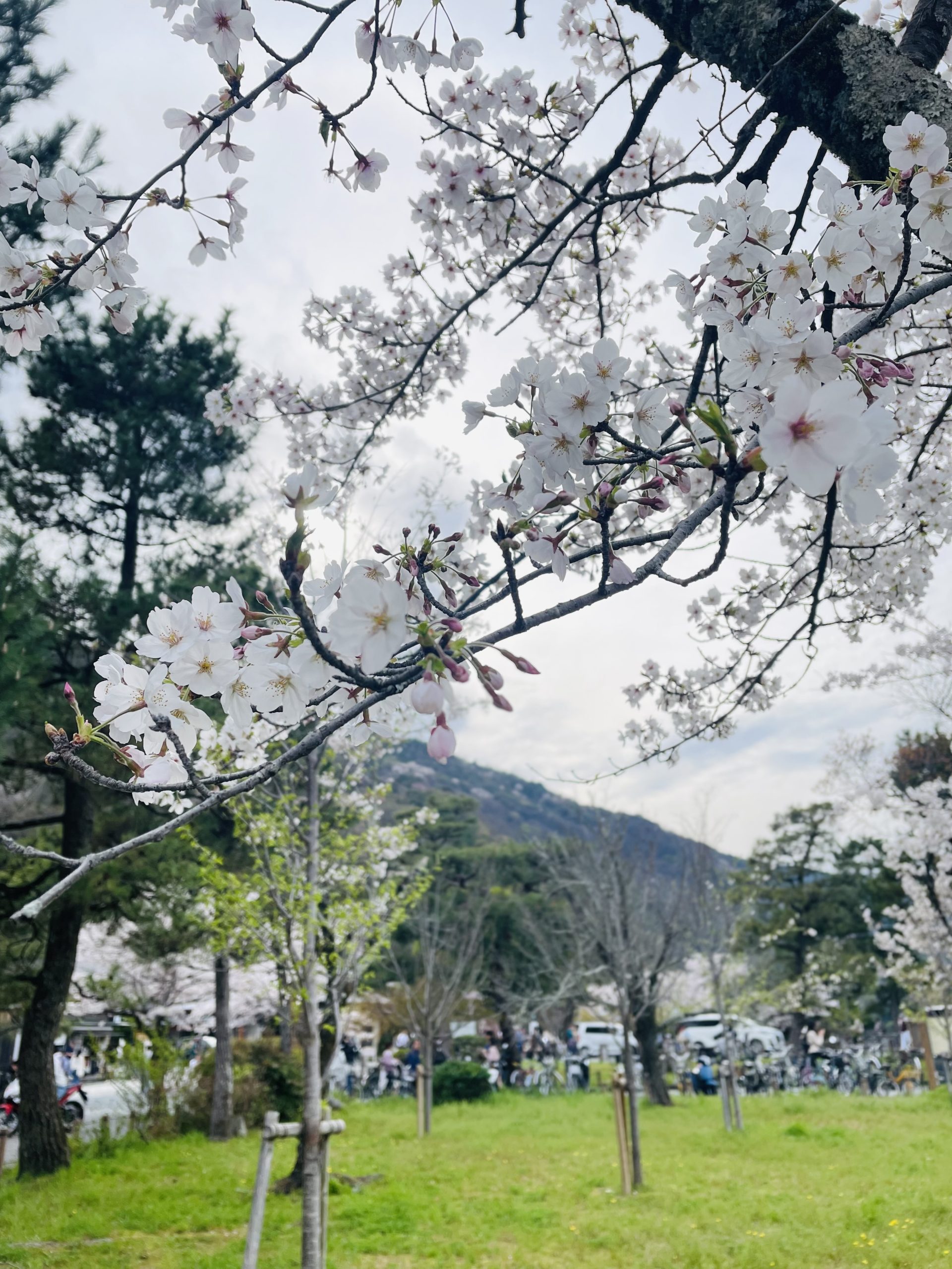 桜、満開。