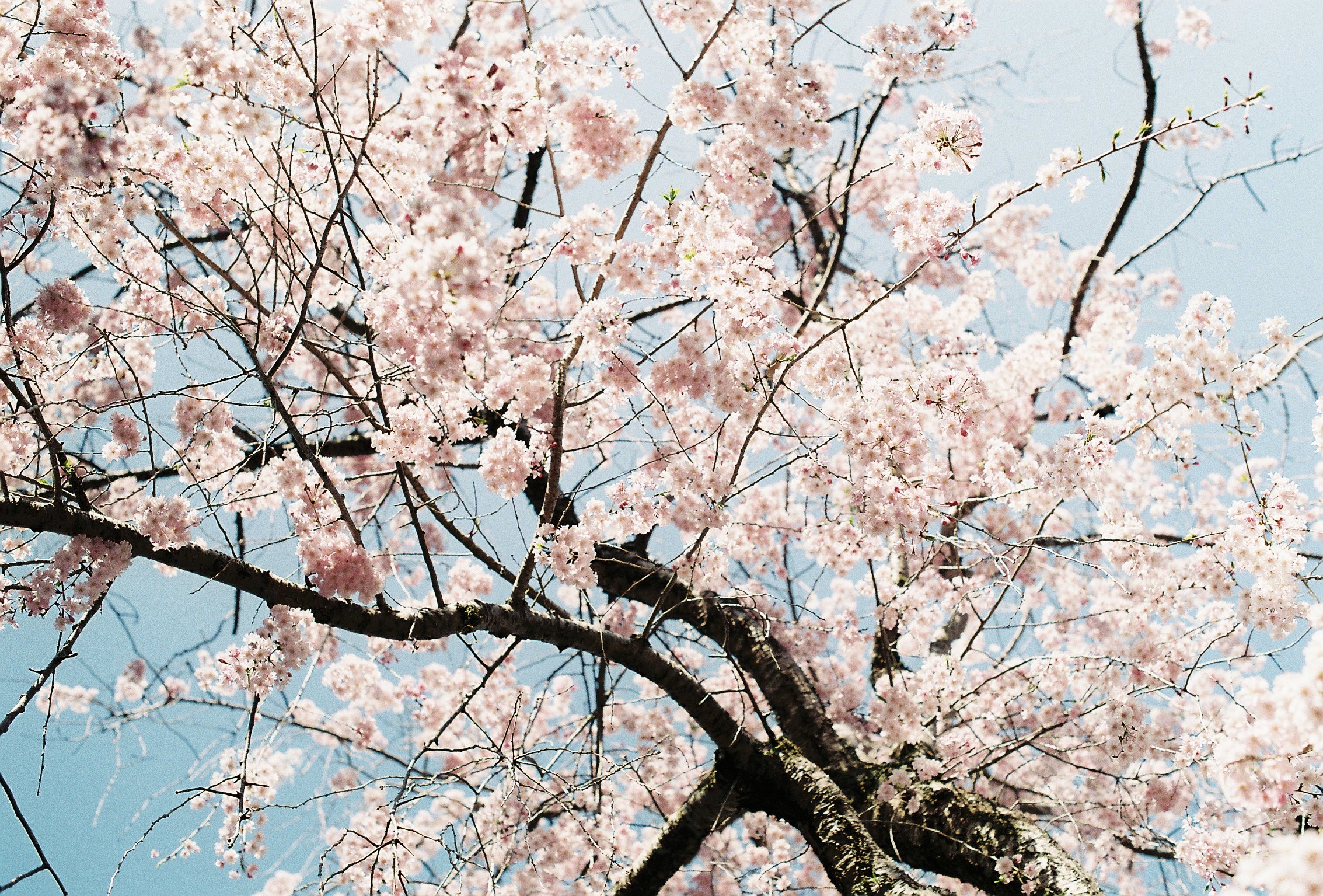桜空