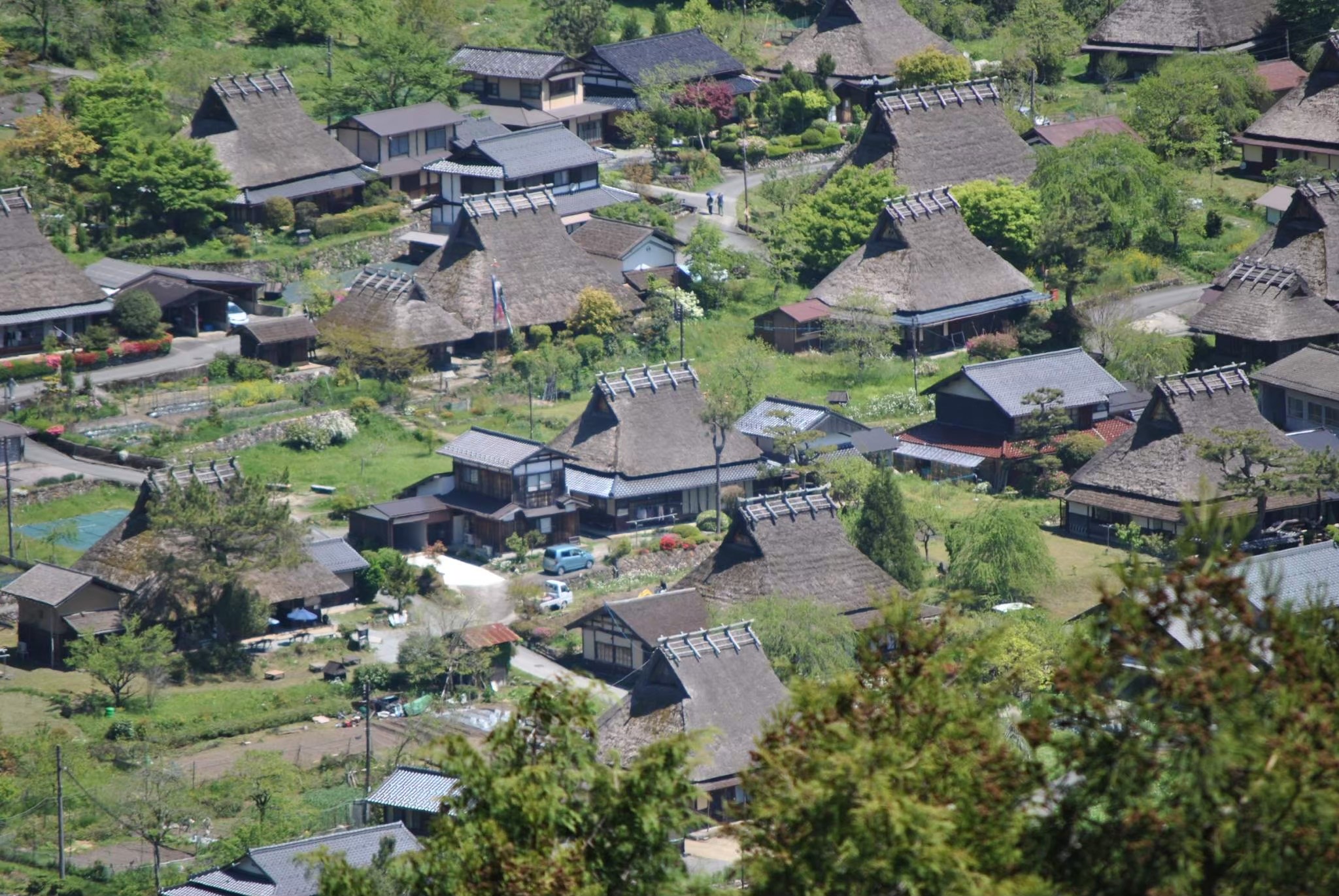 萌木の季節
