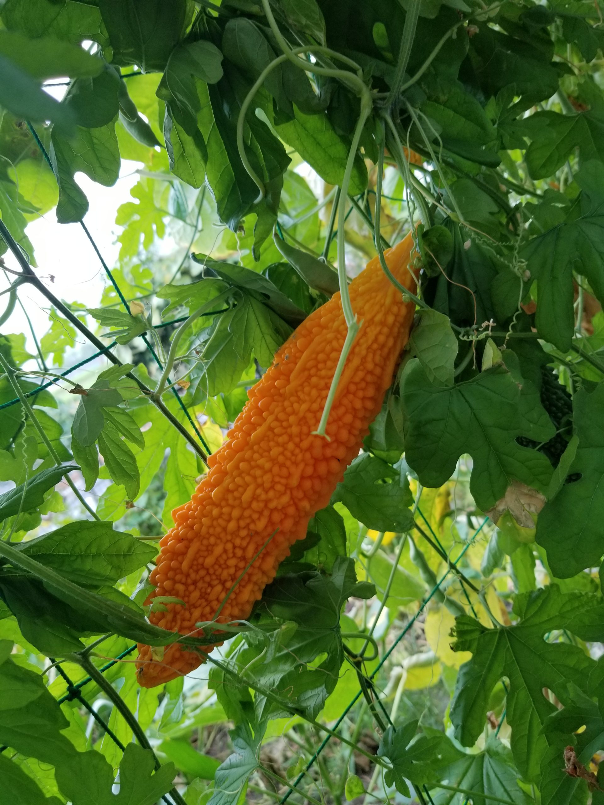 これはこれで