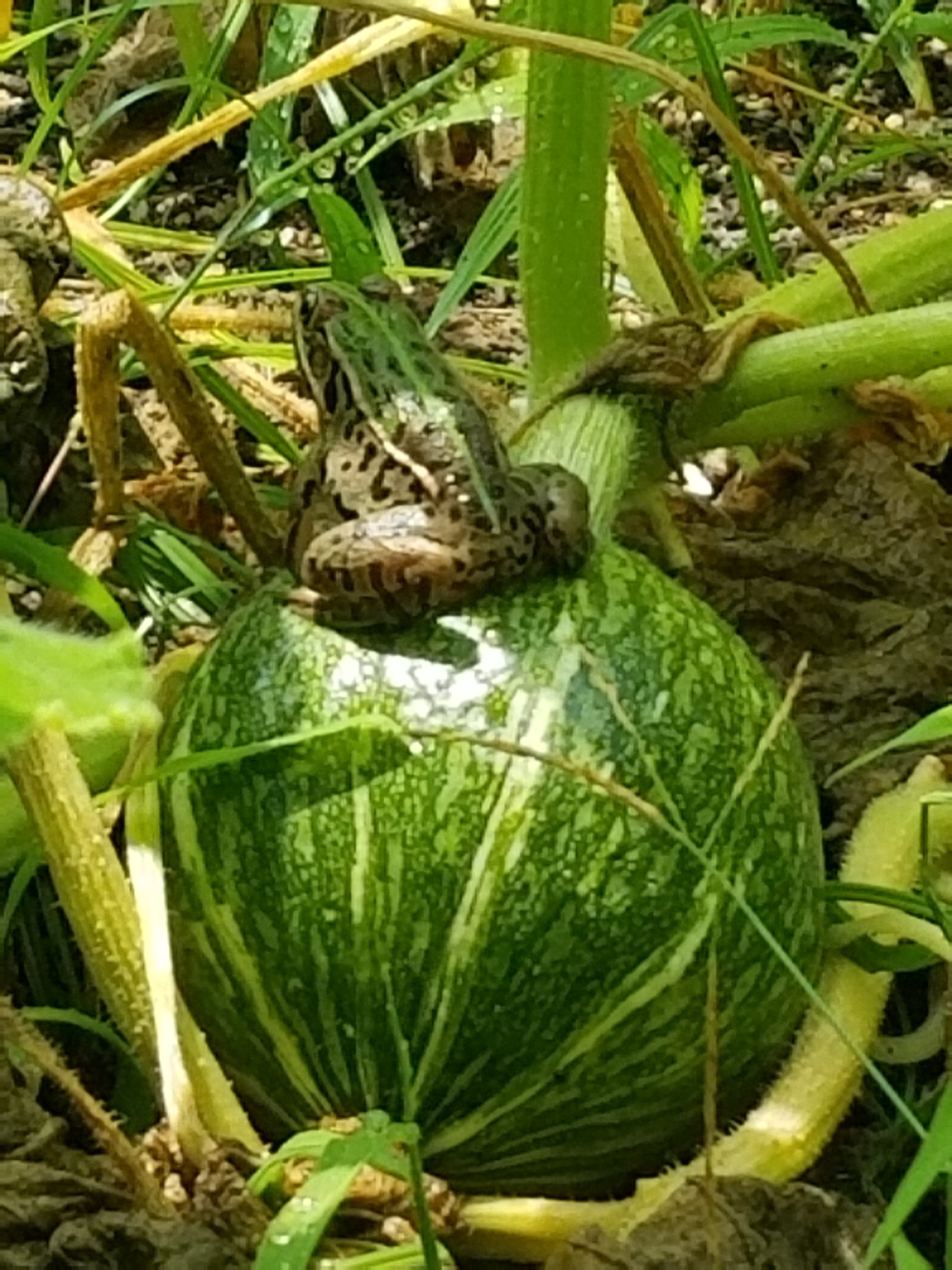 すいません。うちのカボチャなんですけど。