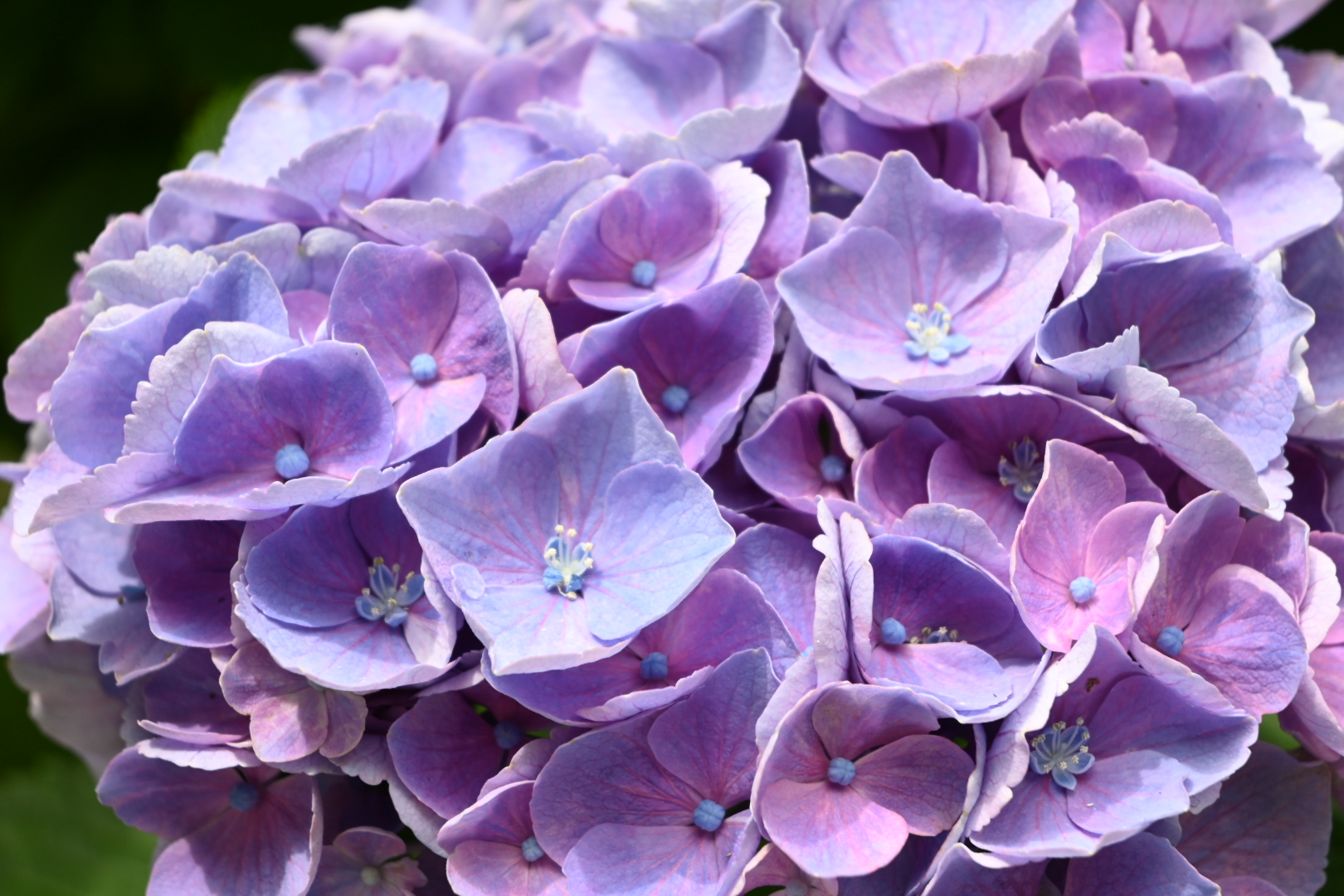 紫陽花の星