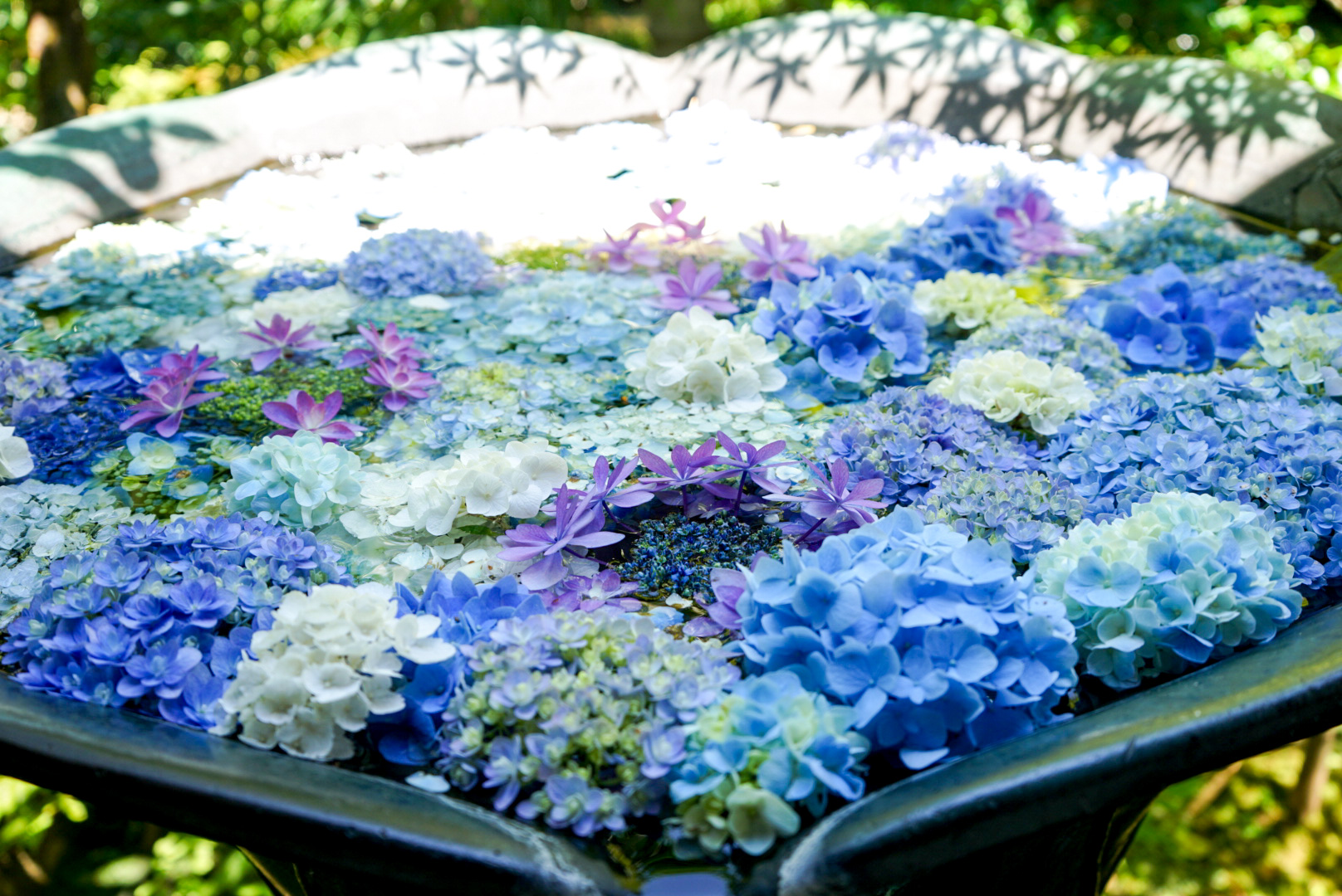 紫陽花の水浴び