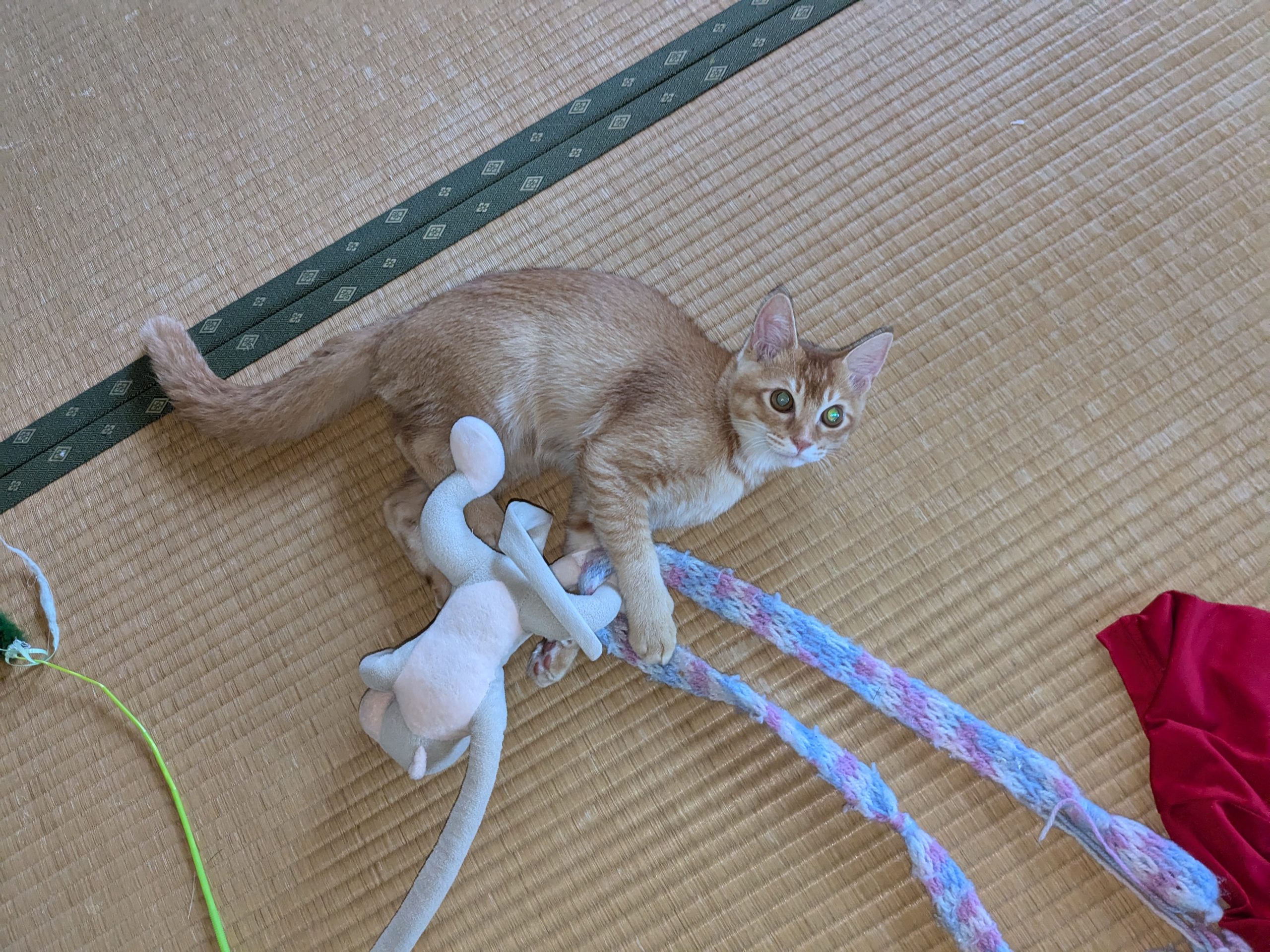 我が家の家族