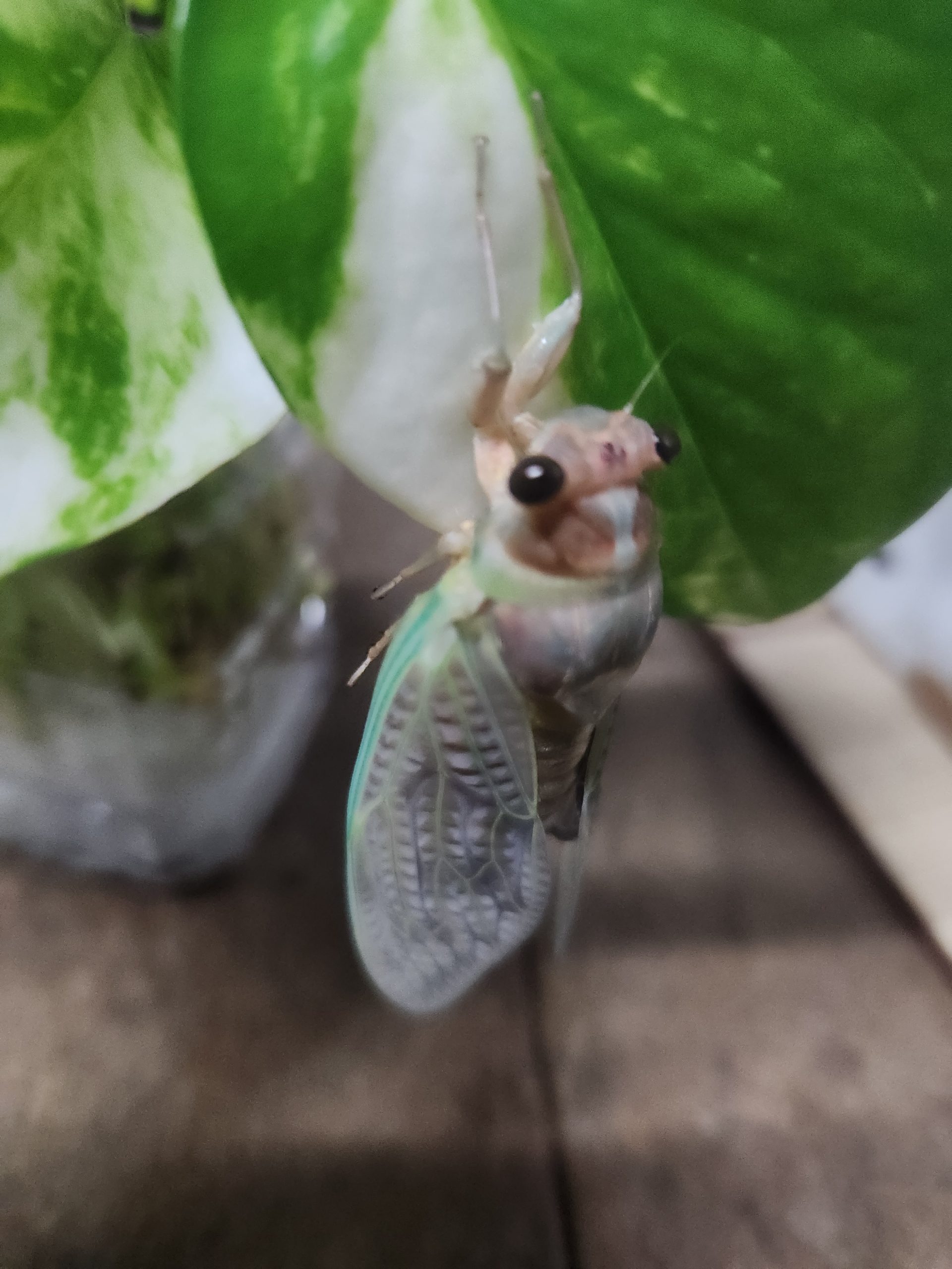 蝉