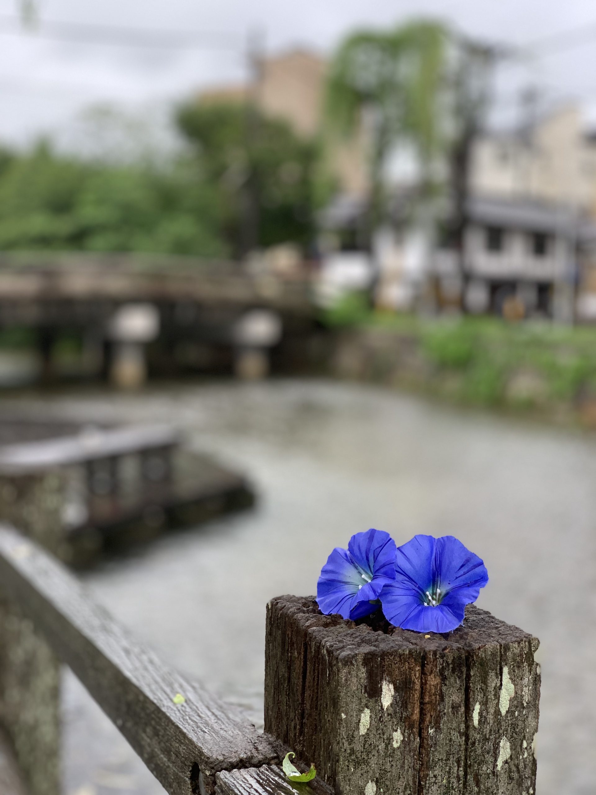朝顔のはな