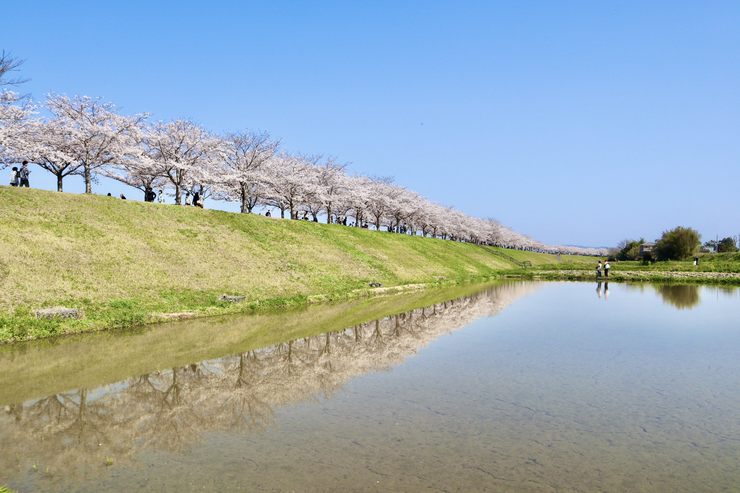 田んぼから見る鏡桜