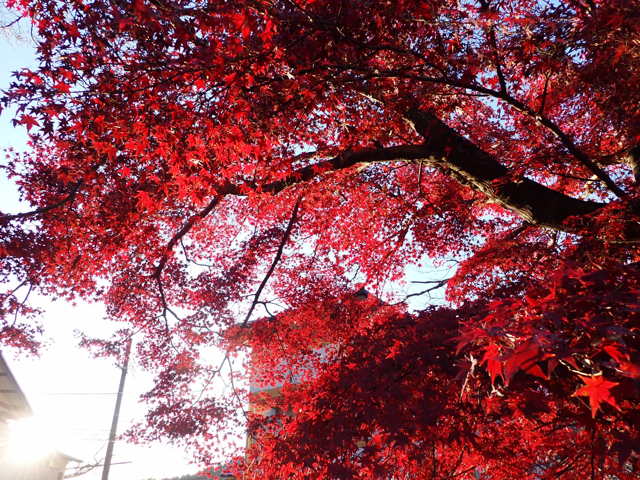 紅の星々