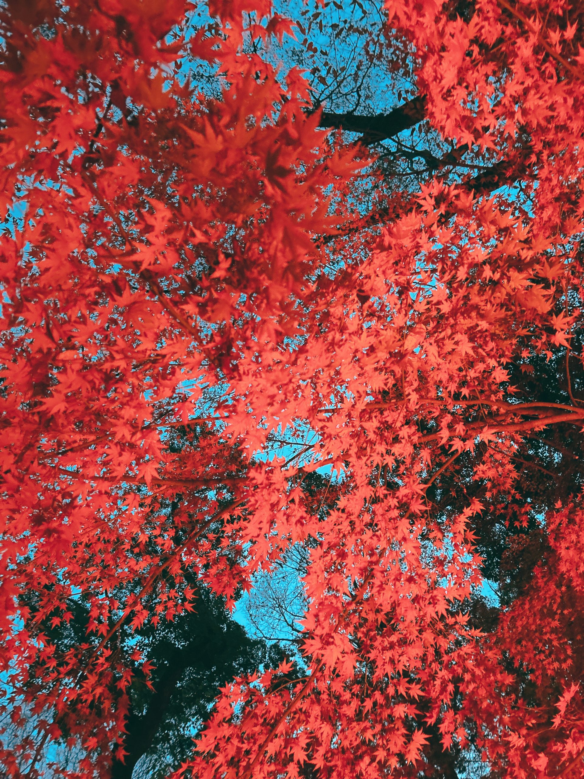 青空に映える赤紅葉