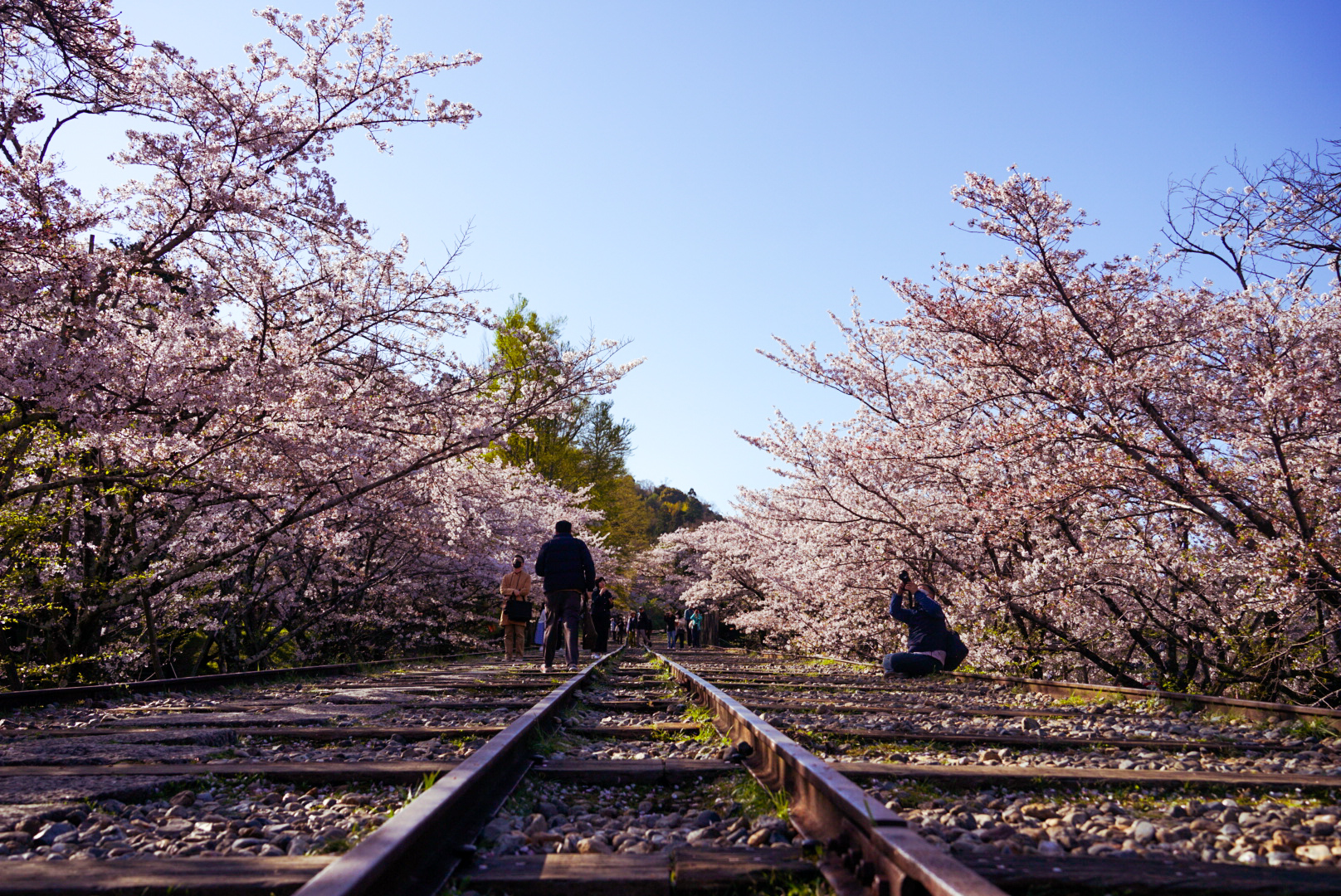 桜道
